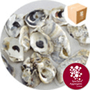 Sea Shells - Natural Oyster - 8946